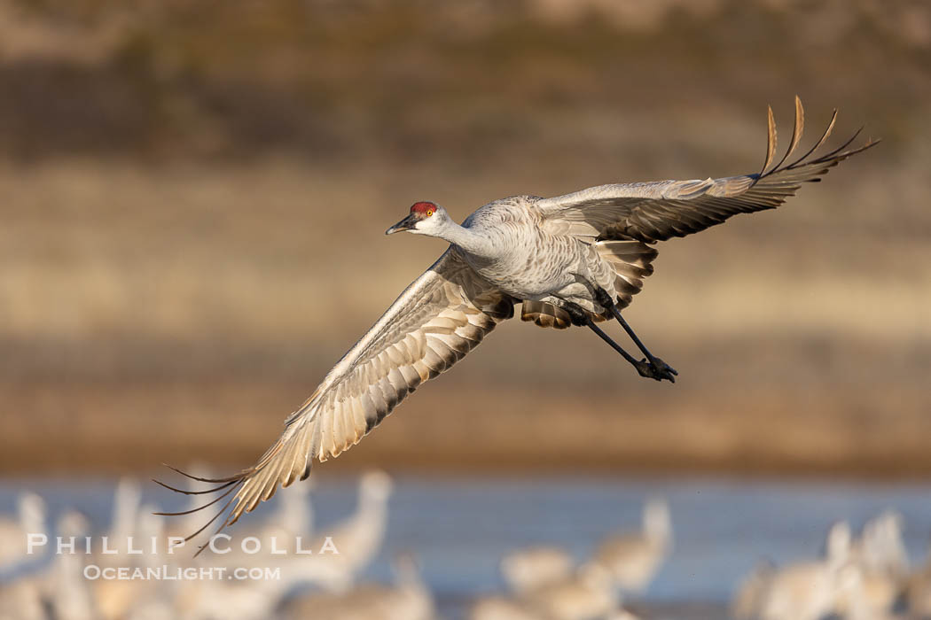 Sandhill Cranes in Flight at Sunrise, Bosque del Apache NWR. At sunrise, sandhill cranes will fly out from the pool in which they spent the night to range over Bosque del Apache NWR in search of food, returning to the pool at sunseet, Grus canadensis, Bosque del Apache National Wildlife Refuge, Socorro, New Mexico