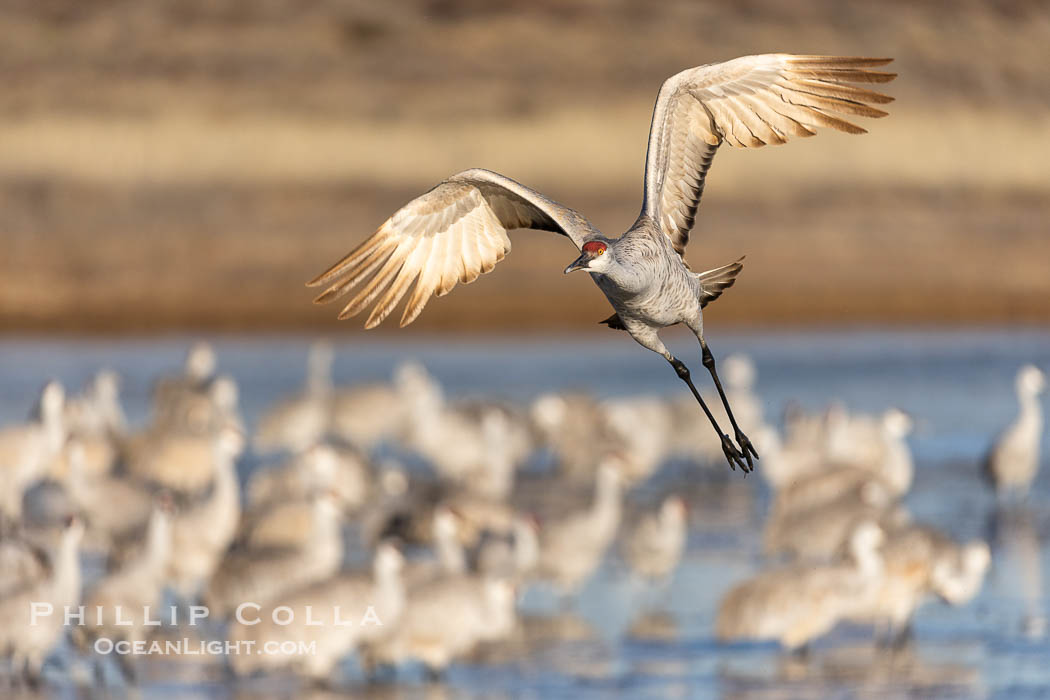 Sandhill Cranes in Flight at Sunrise, Bosque del Apache NWR. At sunrise, sandhill cranes will fly out from the pool in which they spent the night to range over Bosque del Apache NWR in search of food, returning to the pool at sunset. Bosque del Apache National Wildlife Refuge, Socorro, New Mexico, USA, Grus canadensis, natural history stock photograph, photo id 38733