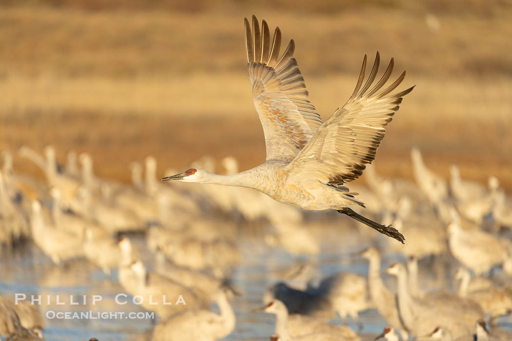 Sandhill Cranes in Flight at Sunrise, Bosque del Apache NWR. At sunrise, sandhill cranes will fly out from the pool in which they spent the night to range over Bosque del Apache NWR in search of food, returning to the pool at sunset. Bosque del Apache National Wildlife Refuge, Socorro, New Mexico, USA, Grus canadensis, natural history stock photograph, photo id 38753