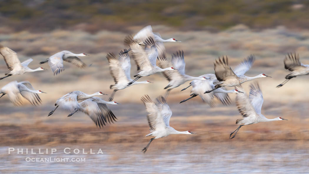 Sandhill Cranes in Flight at Sunrise, Bosque del Apache NWR. At sunrise, sandhill cranes will fly out from the pool in which they spent the night to range over Bosque del Apache NWR in search of food, returning to the pool at sunset., Grus canadensis, natural history stock photograph, photo id 39909