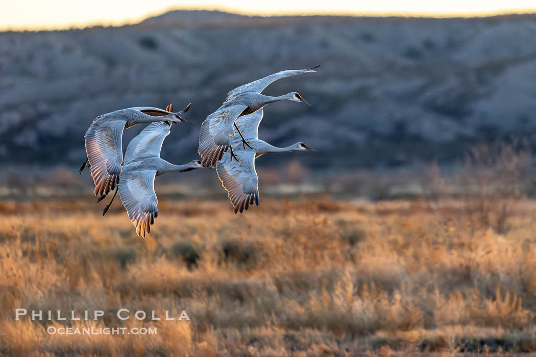 Sandhill Cranes in Flight at Sunset, Bosque Del Apache National Wildlife Refuge., Grus canadensis, natural history stock photograph, photo id 39926