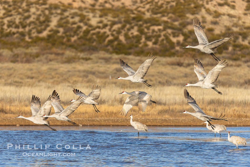 Sandhill Cranes Fly at Sunrise, leaving the pond on which they spent the night, Bosque del Apache NWR. Bosque del Apache National Wildlife Refuge, Socorro, New Mexico, USA, Grus canadensis, natural history stock photograph, photo id 38746