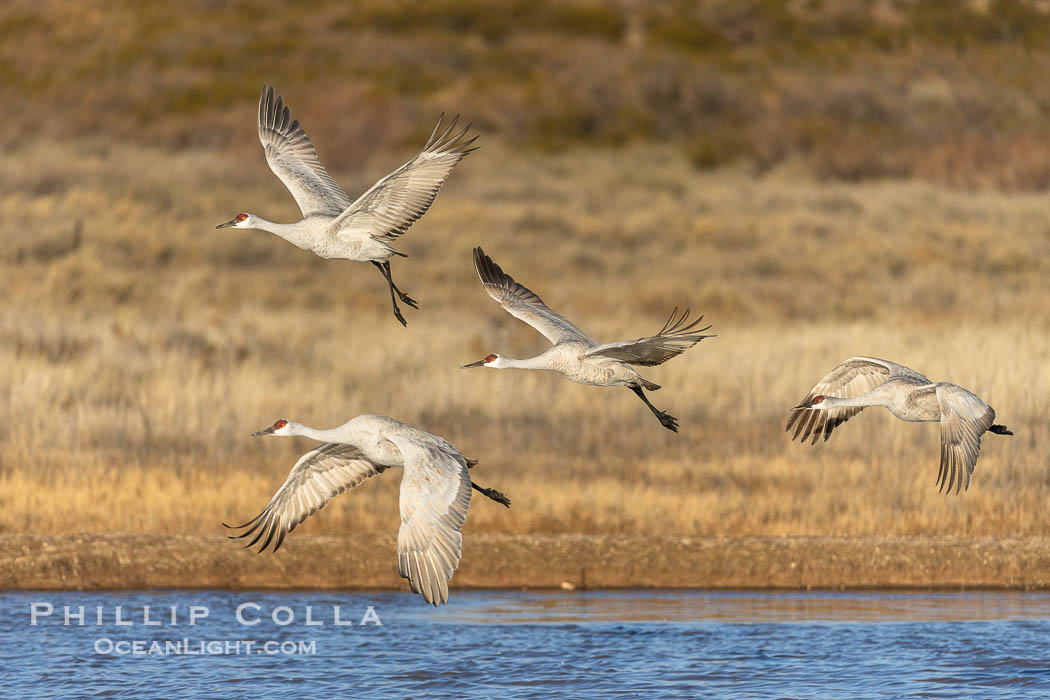 Sandhill Cranes Fly at Sunrise, leaving the pond on which they spent the night, Bosque del Apache NWR. Bosque del Apache National Wildlife Refuge, Socorro, New Mexico, USA, Grus canadensis, natural history stock photograph, photo id 38744