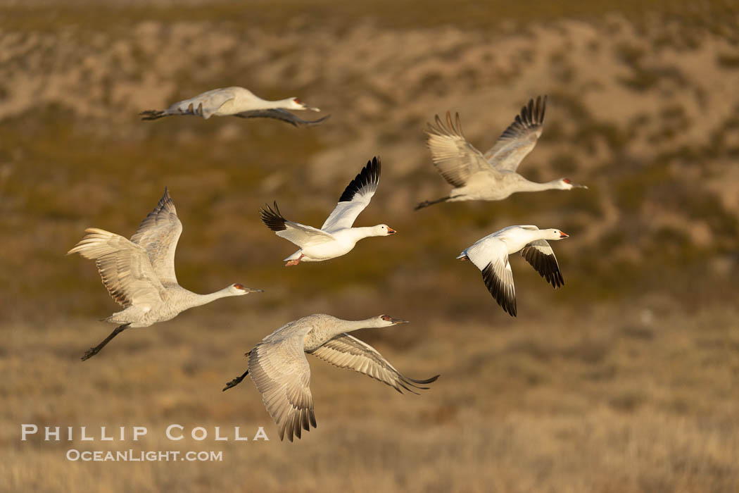 Sandhill Cranes Fly at Sunrise, leaving the pond on which they spent the night, Bosque del Apache NWR. Bosque del Apache National Wildlife Refuge, Socorro, New Mexico, USA, Grus canadensis, natural history stock photograph, photo id 38752