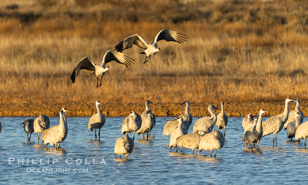 Sandhill Cranes Fly at Sunrise, leaving the pond on which they spent the night, Bosque del Apache NWR. Bosque del Apache National Wildlife Refuge, Socorro, New Mexico, USA, Grus canadensis, natural history stock photograph, photo id 38768