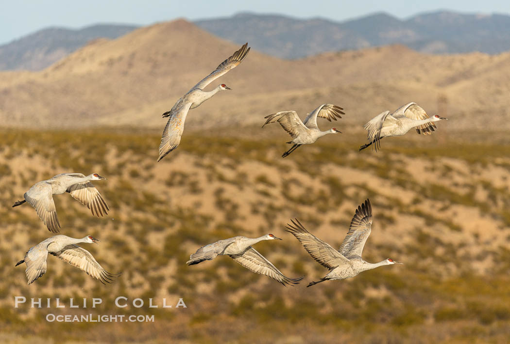 Sandhill Cranes Fly at Sunrise, leaving the pond on which they spent the night, Bosque del Apache NWR. Bosque del Apache National Wildlife Refuge, Socorro, New Mexico, USA, Grus canadensis, natural history stock photograph, photo id 38749