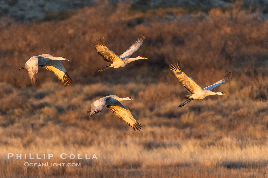 Sandhill Cranes Fly at Sunrise, leaving the pond on which they spent the night, Bosque del Apache NWR. Bosque del Apache National Wildlife Refuge, Socorro, New Mexico, USA, Grus canadensis, natural history stock photograph, photo id 38769