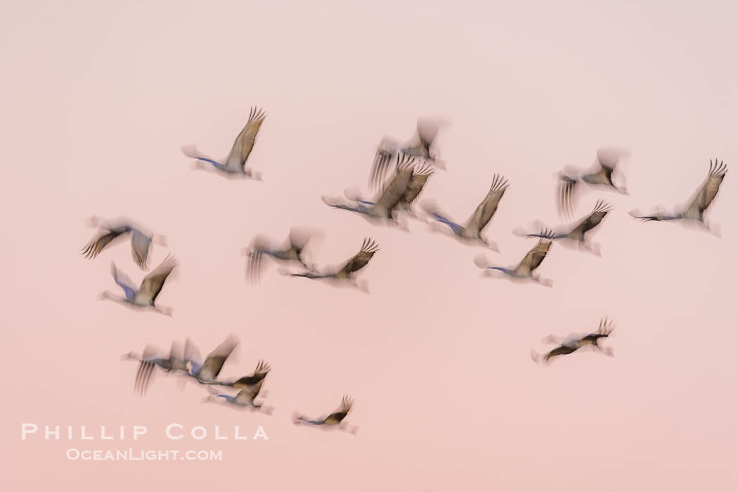 Sandhill Cranes Fly Over Bosque del Apache NWR. Bosque del Apache National Wildlife Refuge, Socorro, New Mexico, USA, Grus canadensis, natural history stock photograph, photo id 38720