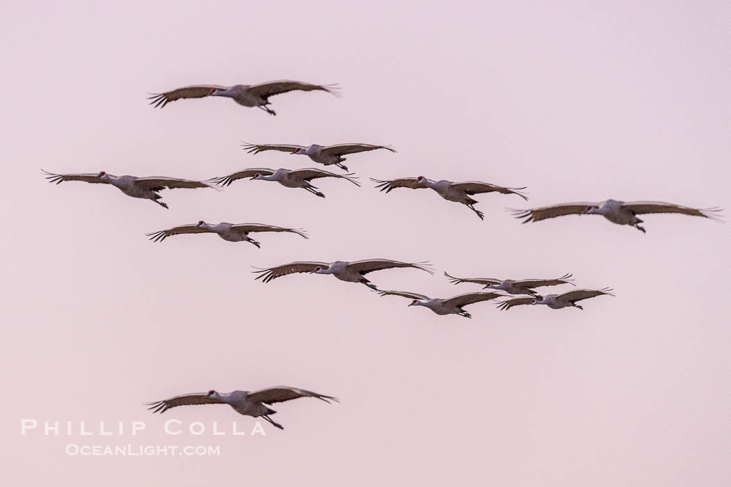 Sandhill Cranes Fly Over Bosque del Apache NWR. Bosque del Apache National Wildlife Refuge, Socorro, New Mexico, USA, Grus canadensis, natural history stock photograph, photo id 38739