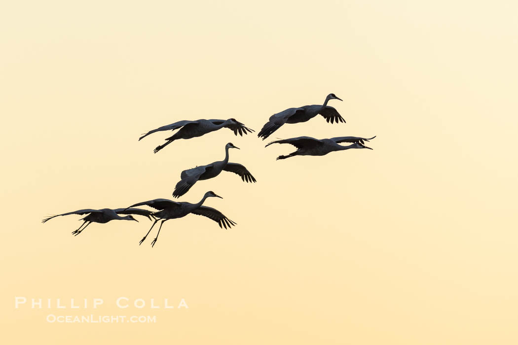 Sandhill Cranes Fly Over Bosque del Apache NWR. Bosque del Apache National Wildlife Refuge, Socorro, New Mexico, USA, Grus canadensis, natural history stock photograph, photo id 38795