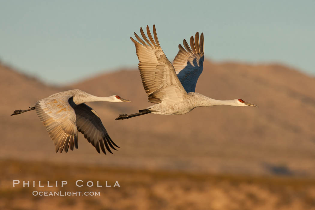 Sandhill cranes flying, sunrise. Bosque Del Apache, Socorro, New Mexico, USA, Grus canadensis, natural history stock photograph, photo id 26281