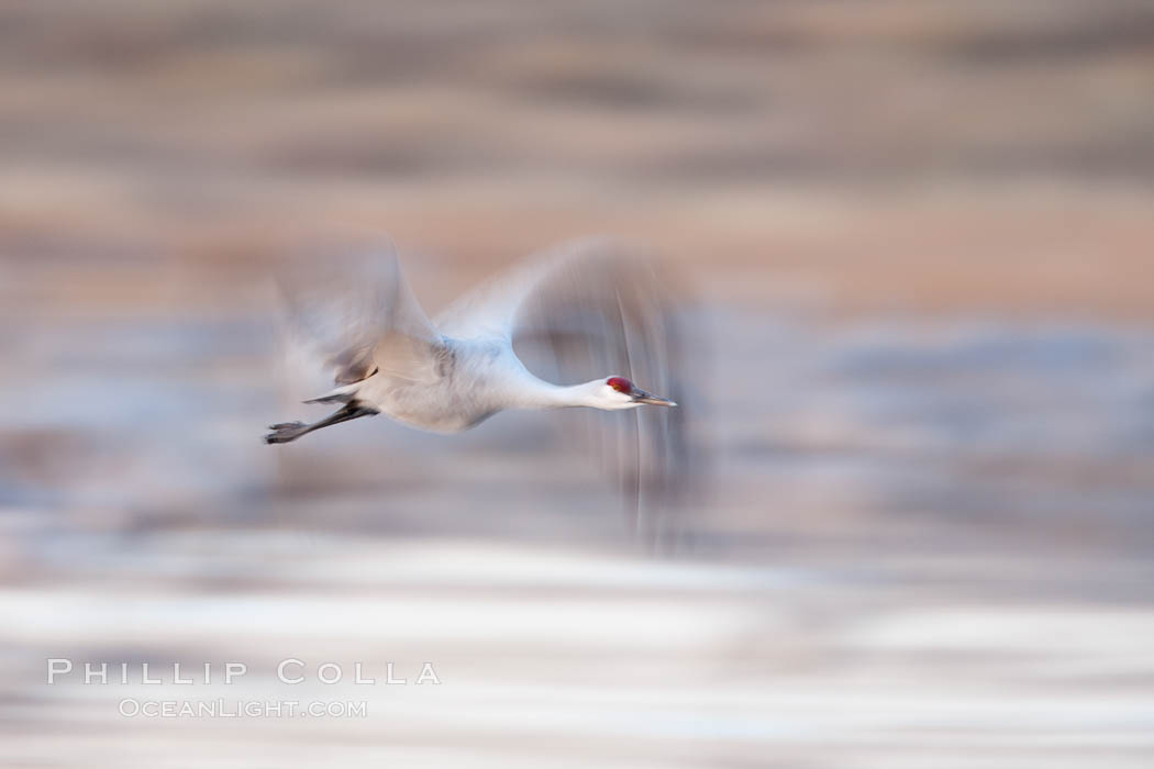 Sandhill cranes flying, wings blurred from long time exposure. Bosque Del Apache, Socorro, New Mexico, USA, Grus canadensis, natural history stock photograph, photo id 26248