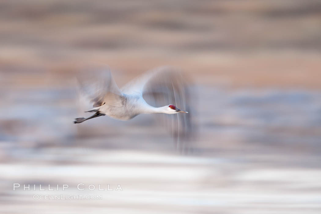 Sandhill cranes flying, wings blurred from long time exposure. Bosque Del Apache, Socorro, New Mexico, USA, Grus canadensis, natural history stock photograph, photo id 26248