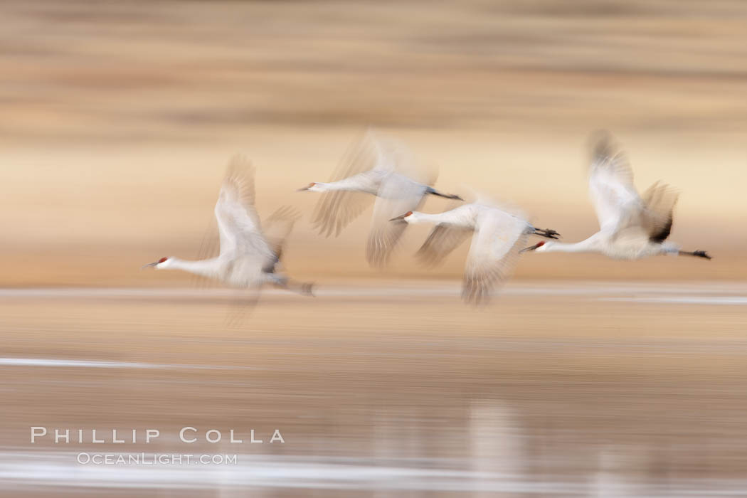 Sandhill cranes flying, wings blurred from long time exposure. Bosque Del Apache, Socorro, New Mexico, USA, Grus canadensis, natural history stock photograph, photo id 26273