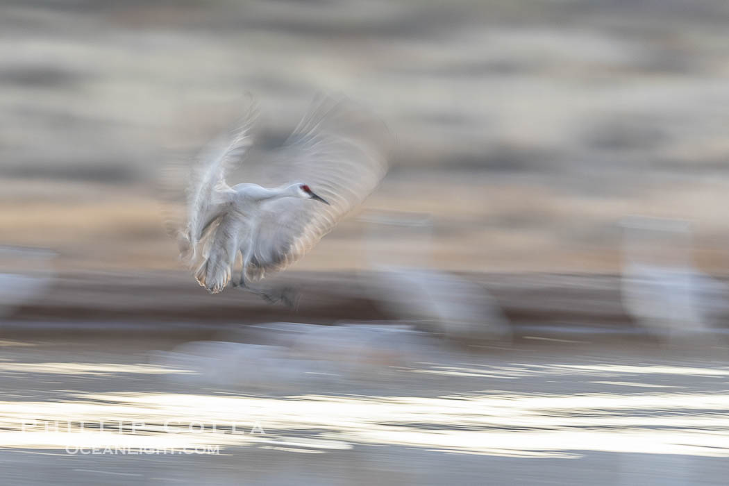 Sandhill cranes landing in water ponds at dusk, spending the night standing in water as a protection against coyotes and other predators. Motion blur. Bosque del Apache National Wildlife Refuge, Socorro, New Mexico, USA, Grus canadensis, natural history stock photograph, photo id 38734