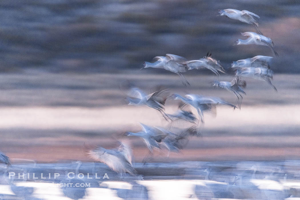 Sandhill cranes landing in water ponds at dusk, spending the night standing in water as a protection against coyotes and other predators. Motion blur. Bosque del Apache National Wildlife Refuge, Socorro, New Mexico, USA, Grus canadensis, natural history stock photograph, photo id 38758