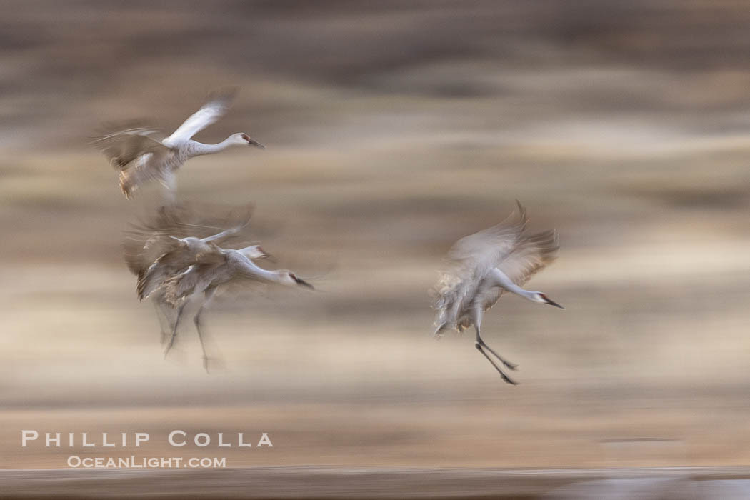 Sandhill cranes landing in water ponds at dusk, spending the night standing in water as a protection against coyotes and other predators. Motion blur. Bosque del Apache National Wildlife Refuge, Socorro, New Mexico, USA, Grus canadensis, natural history stock photograph, photo id 38794
