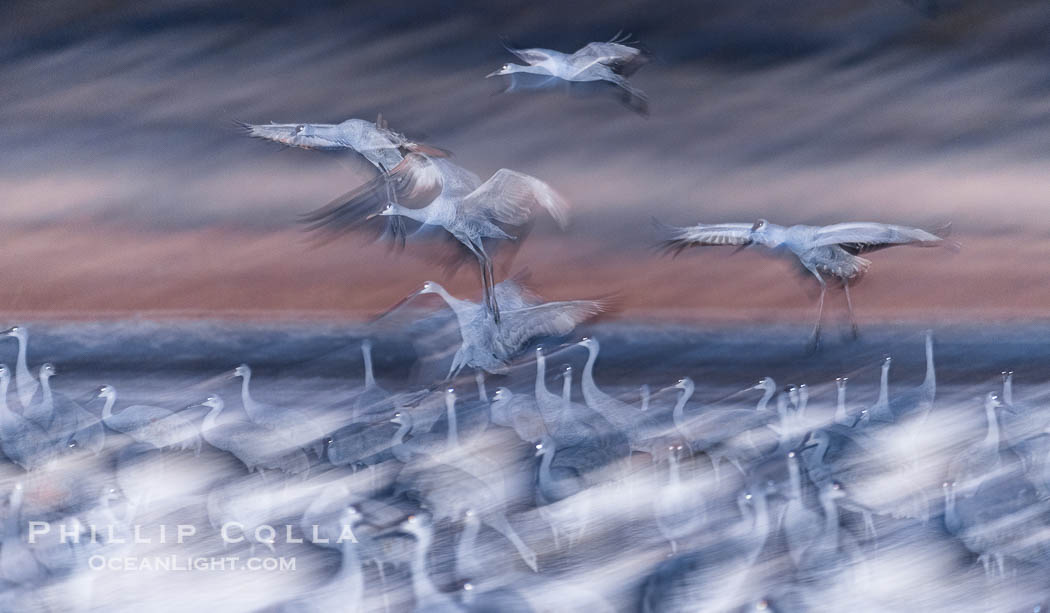 Sandhill cranes landing in water ponds at dusk, spending the night standing in water as a protection against coyotes and other predators. Motion blur, Grus canadensis, Bosque del Apache National Wildlife Refuge, Socorro, New Mexico