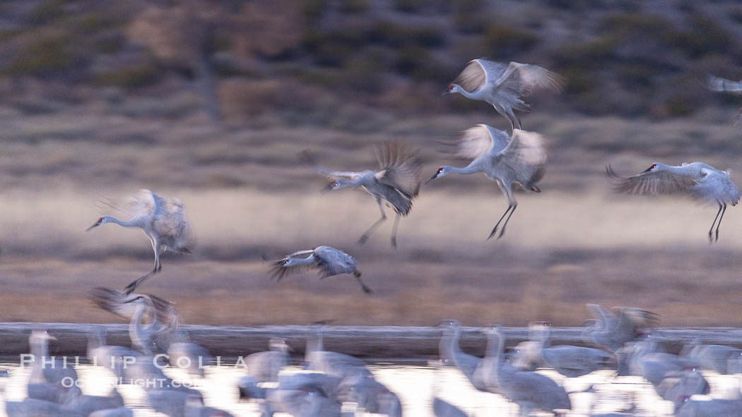 Sandhill cranes landing in water ponds at dusk, spending the night standing in water as a protection against coyotes and other predators. Motion blur. Bosque del Apache National Wildlife Refuge, Socorro, New Mexico, USA, Grus canadensis, natural history stock photograph, photo id 38776