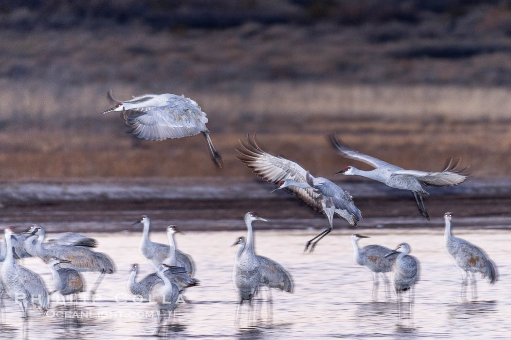 Sandhill cranes landing in water ponds at dusk, spending the night standing in water as a protection against coyotes and other predators. Motion blur. Bosque del Apache National Wildlife Refuge, Socorro, New Mexico, USA, Grus canadensis, natural history stock photograph, photo id 38731