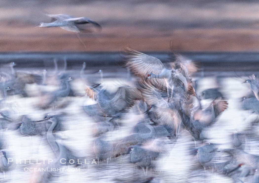 Sandhill cranes landing in water ponds at dusk, spending the night standing in water as a protection against coyotes and other predators. Motion blur. Bosque del Apache National Wildlife Refuge, Socorro, New Mexico, USA, Grus canadensis, natural history stock photograph, photo id 38775