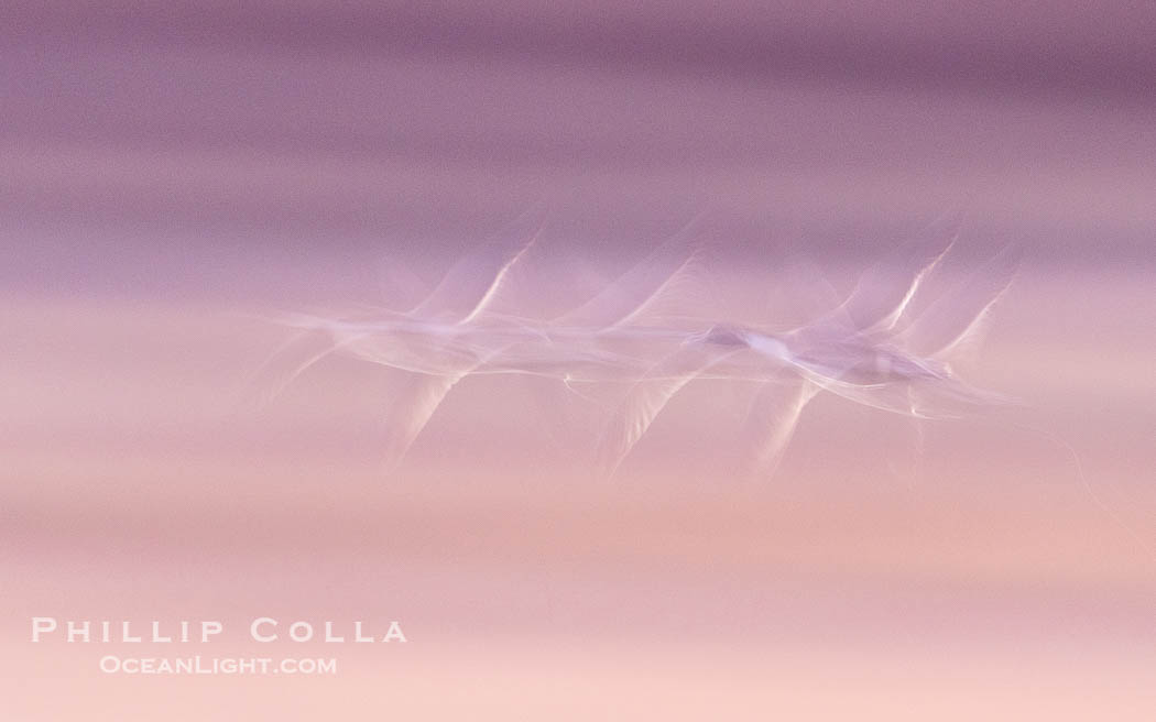Sandhill cranes landing in water ponds at dusk, spending the night standing in water as a protection against coyotes and other predators. Motion blur. Bosque del Apache National Wildlife Refuge, Socorro, New Mexico, USA, Grus canadensis, natural history stock photograph, photo id 39927