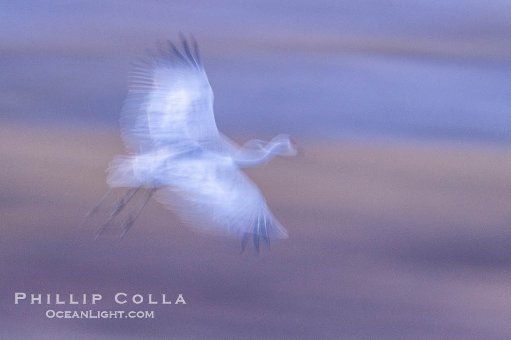 Sandhill cranes landing in water ponds at dusk, spending the night standing in water as a protection against coyotes and other predators. Motion blur. Bosque del Apache National Wildlife Refuge, Socorro, New Mexico, USA, Grus canadensis, natural history stock photograph, photo id 39947