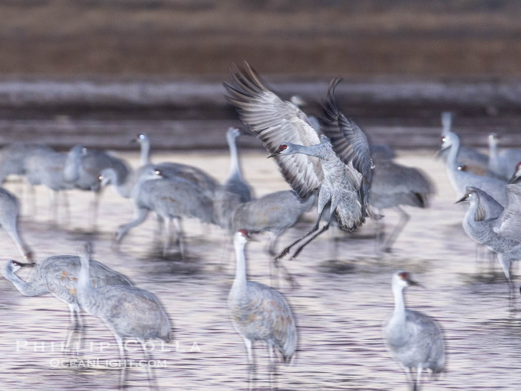 Sandhill cranes landing in water ponds at dusk, spending the night standing in water as a protection against coyotes and other predators. Motion blur. Bosque del Apache National Wildlife Refuge, Socorro, New Mexico, USA, Grus canadensis, natural history stock photograph, photo id 38725