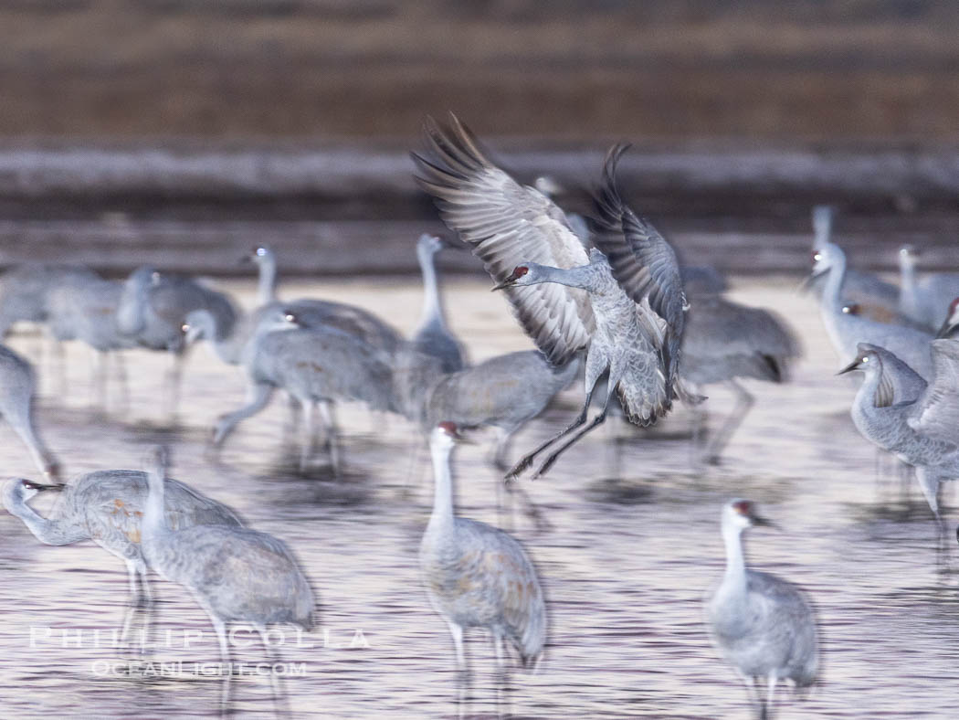 Sandhill cranes landing in water ponds at dusk, spending the night standing in water as a protection against coyotes and other predators. Motion blur, Grus canadensis, Bosque del Apache National Wildlife Refuge, Socorro, New Mexico