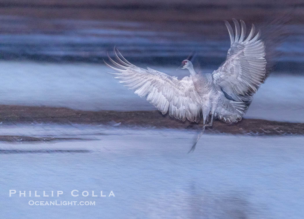 Sandhill cranes landing in water ponds at dusk, spending the night standing in water as a protection against coyotes and other predators. Motion blur, Grus canadensis, Bosque del Apache National Wildlife Refuge, Socorro, New Mexico