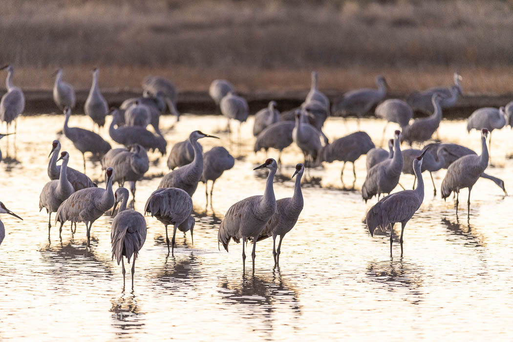 Sandhill cranes will spend the night in ponds as protection from coyotes and other predators. The pond is often frozen in the morning. Bosque del Apache National Wildlife Refuge, Socorro, New Mexico, USA, Grus canadensis, natural history stock photograph, photo id 38762