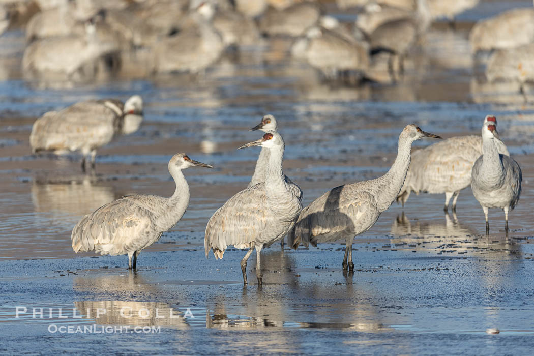 Sandhill cranes will spend the night in ponds as protection from coyotes and other predators. The pond is often frozen in the morning. Bosque del Apache National Wildlife Refuge, Socorro, New Mexico, USA, Grus canadensis, natural history stock photograph, photo id 38782