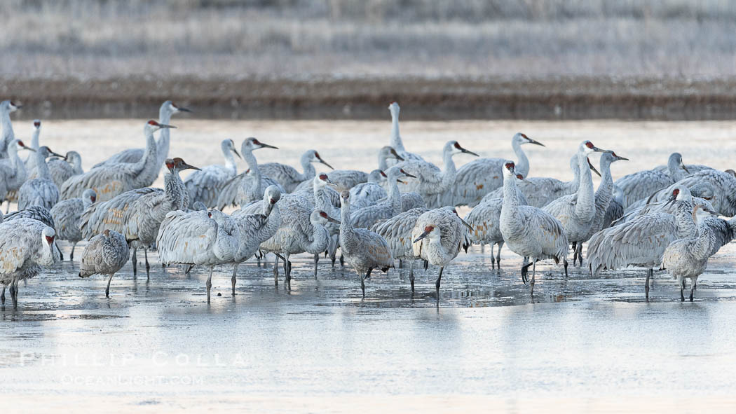 Sandhill cranes will spend the night in ponds as protection from coyotes and other predators. The pond is often frozen in the morning. Bosque del Apache National Wildlife Refuge, Socorro, New Mexico, USA, Grus canadensis, natural history stock photograph, photo id 38760