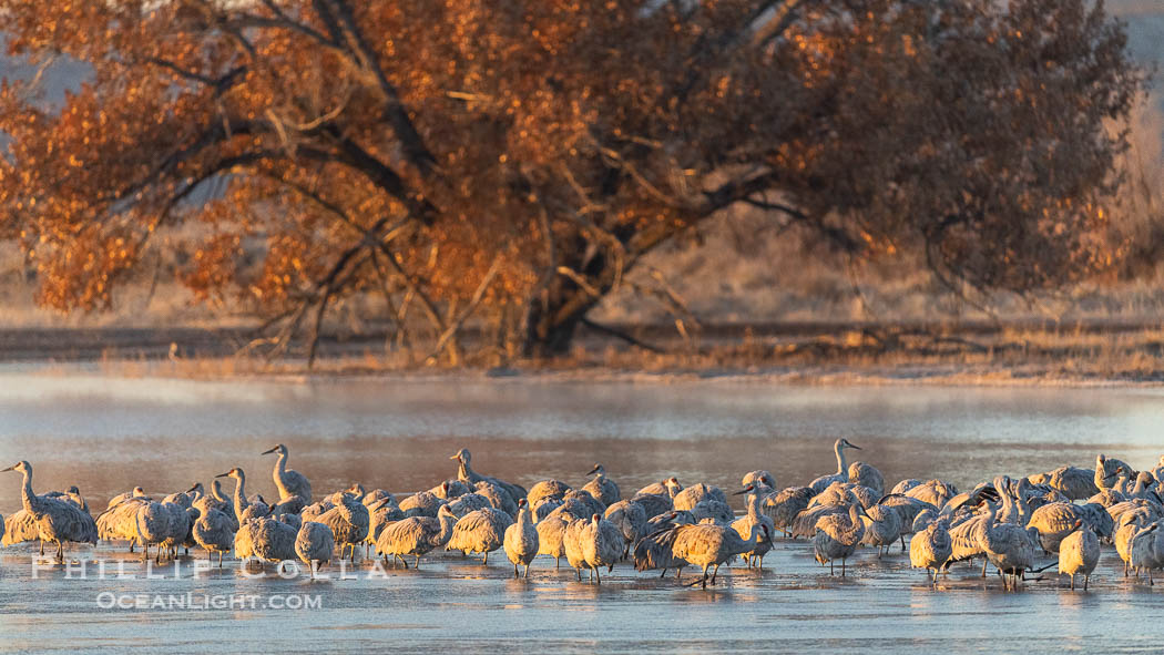 Sandhill cranes will spend the night in ponds as protection from coyotes and other predators. The pond is often frozen in the morning. Bosque del Apache National Wildlife Refuge, Socorro, New Mexico, USA, Grus canadensis, natural history stock photograph, photo id 38759