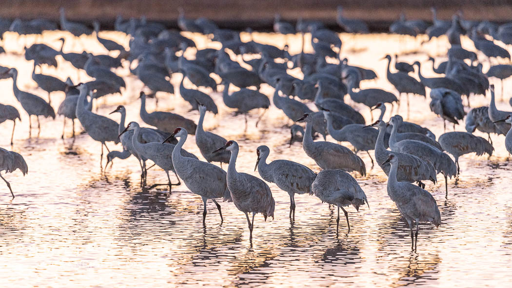 Sandhill cranes will spend the night in ponds as protection from coyotes and other predators. The pond is often frozen in the morning, Grus canadensis, Bosque del Apache National Wildlife Refuge, Socorro, New Mexico