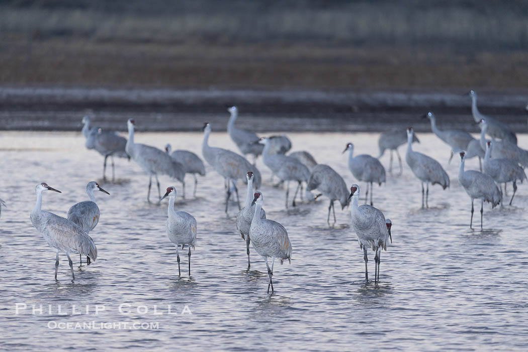 Sandhill cranes will spend the night in ponds as protection from coyotes and other predators. The pond is often frozen in the morning. Bosque del Apache National Wildlife Refuge, Socorro, New Mexico, USA, Grus canadensis, natural history stock photograph, photo id 38777