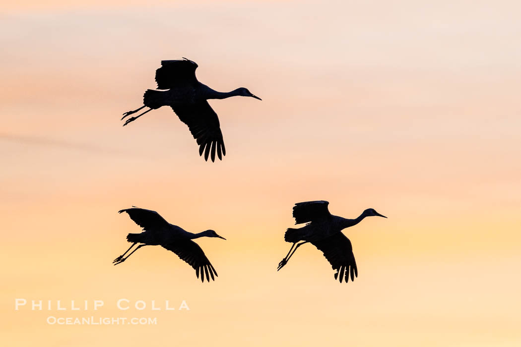 Sandhill cranes, flying across a colorful sunset sky. Bosque del Apache National Wildlife Refuge, Socorro, New Mexico, USA, Grus canadensis, natural history stock photograph, photo id 39946