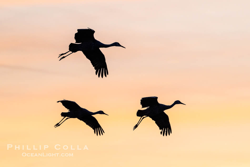 Sandhill cranes, flying across a colorful sunset sky., Grus canadensis, natural history stock photograph, photo id 39946