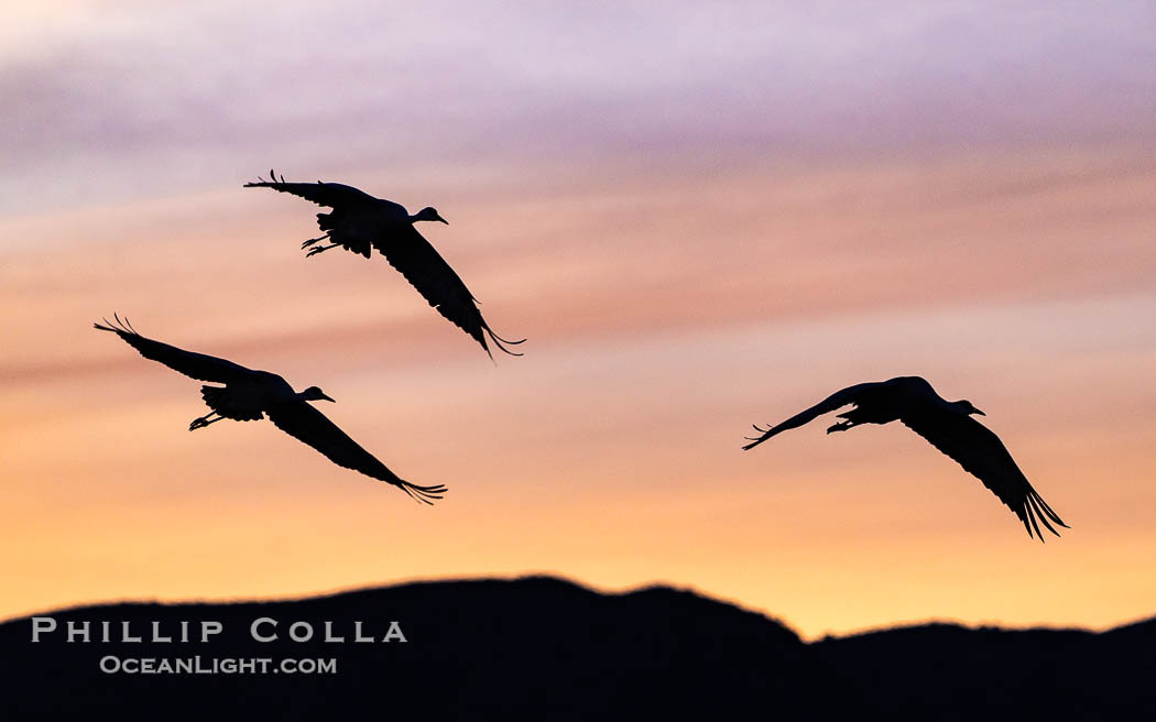 Sandhill cranes, flying across a colorful sunset sky, Grus canadensis, Bosque del Apache National Wildlife Refuge, Socorro, New Mexico