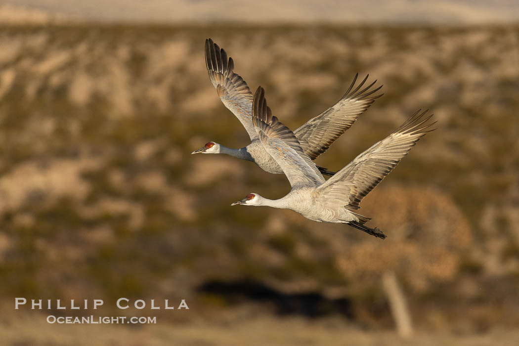 Sandhill cranes in synchronous flight side by side, matching their wingbeats perfect as they fly over Bosque del Apache NWR, Grus canadensis, Bosque del Apache National Wildlife Refuge, Socorro, New Mexico