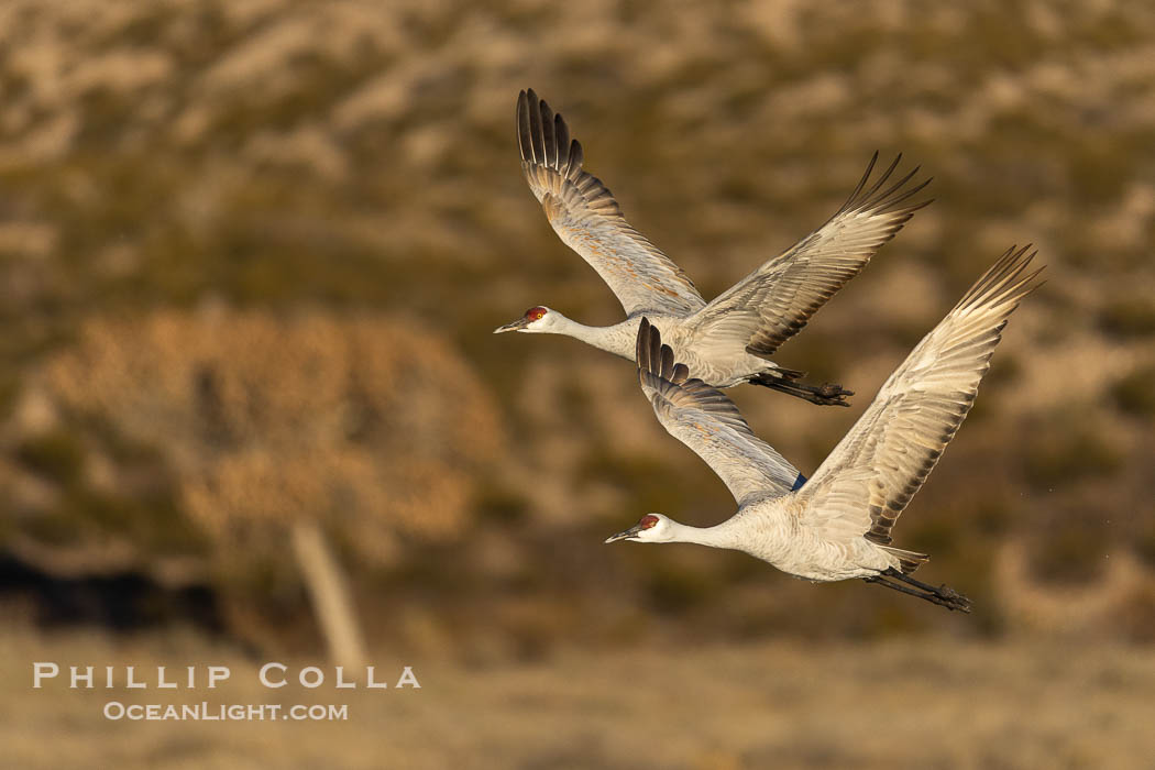 Sandhill cranes in synchronous flight side by side, matching their wingbeats perfect as they fly over Bosque del Apache NWR. Bosque del Apache National Wildlife Refuge, Socorro, New Mexico, USA, Grus canadensis, natural history stock photograph, photo id 38748