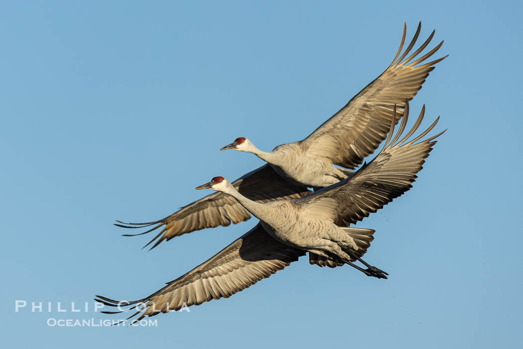 Sandhill cranes in synchronous flight side by side, matching their wingbeats perfect as they fly over Bosque del Apache NWR, Grus canadensis, Bosque del Apache National Wildlife Refuge, Socorro, New Mexico