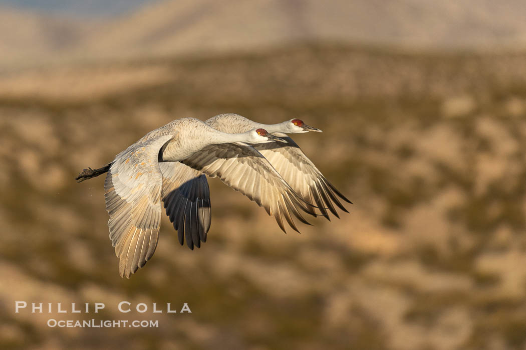 Sandhill cranes in synchronous flight side by side, matching their wingbeats perfect as they fly over Bosque del Apache NWR. Bosque del Apache National Wildlife Refuge, Socorro, New Mexico, USA, Grus canadensis, natural history stock photograph, photo id 38747