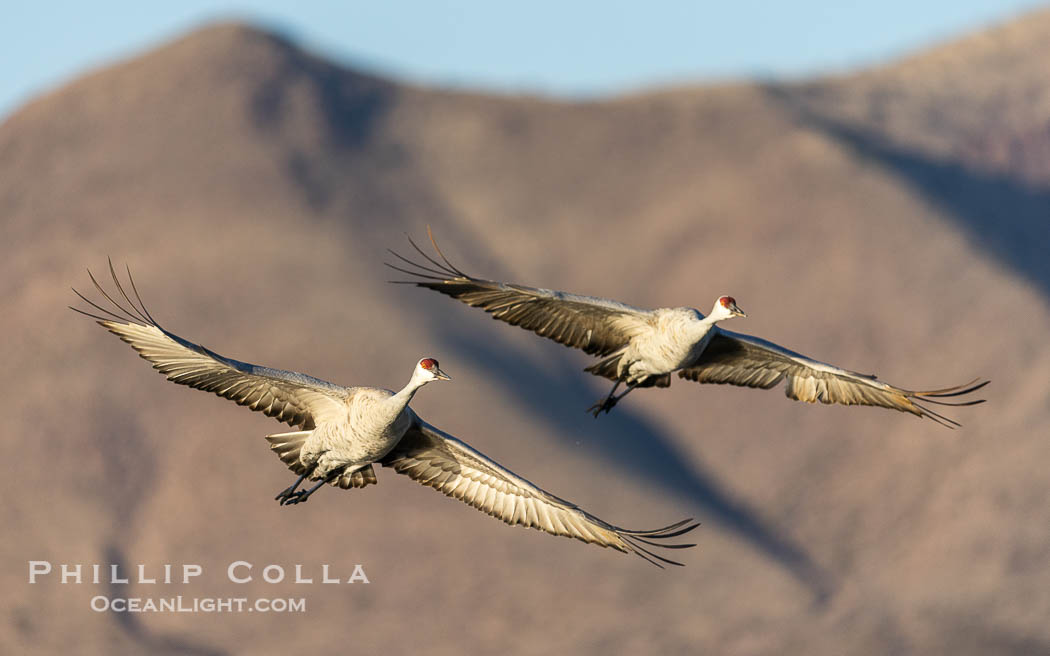 Sandhill cranes in synchronous flight side by side, matching their wingbeats perfect as they fly over Bosque del Apache NWR. Bosque del Apache National Wildlife Refuge, Socorro, New Mexico, USA, Grus canadensis, natural history stock photograph, photo id 38765