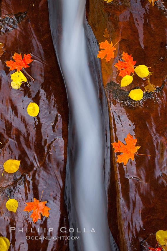 Water rushes through a narrow crack, in the red sandstone of Zion National Park, with fallen autumn leaves. Utah, USA, natural history stock photograph, photo id 26138
