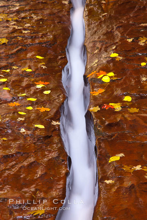Water rushes through a narrow crack, in the red sandstone of Zion National Park, with fallen autumn leaves. Utah, USA, natural history stock photograph, photo id 26143