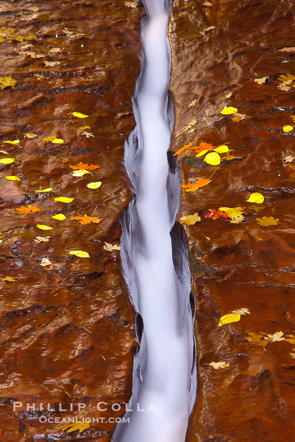 Water rushes through a narrow crack, in the red sandstone of Zion National Park, with fallen autumn leaves., natural history stock photograph, photo id 26143