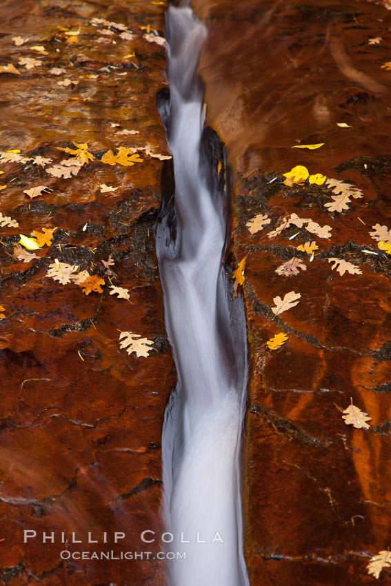 Water rushes through a narrow crack, in the red sandstone of Zion National Park, with fallen autumn leaves. Utah, USA, natural history stock photograph, photo id 26113