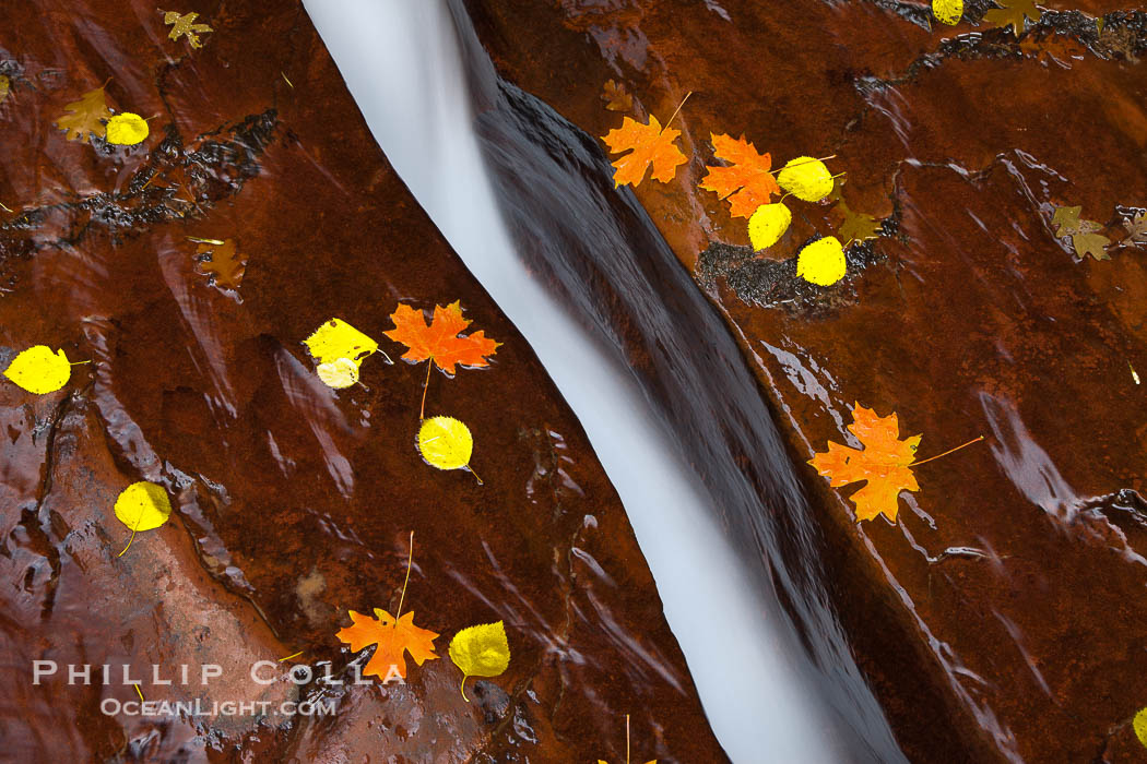 Water rushes through a narrow crack, in the red sandstone of Zion National Park, with fallen autumn leaves., natural history stock photograph, photo id 26137