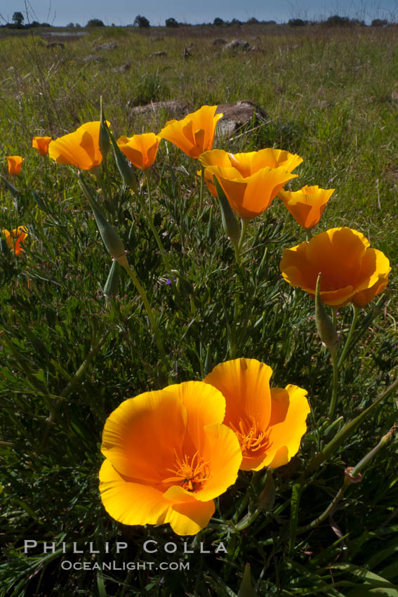 California poppies grow on Santa Rosa Plateau in spring. Santa Rosa Plateau Ecological Reserve, Murrieta, USA, Eschscholtzia californica, Eschscholzia californica, natural history stock photograph, photo id 24370